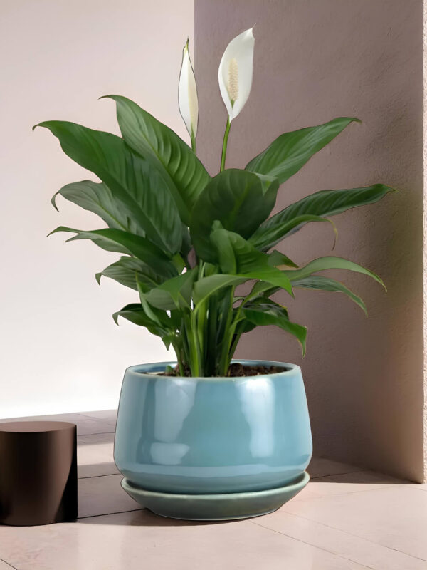 Ceramic Adda's Modern Planter - Height 12cm: Stylish Planter