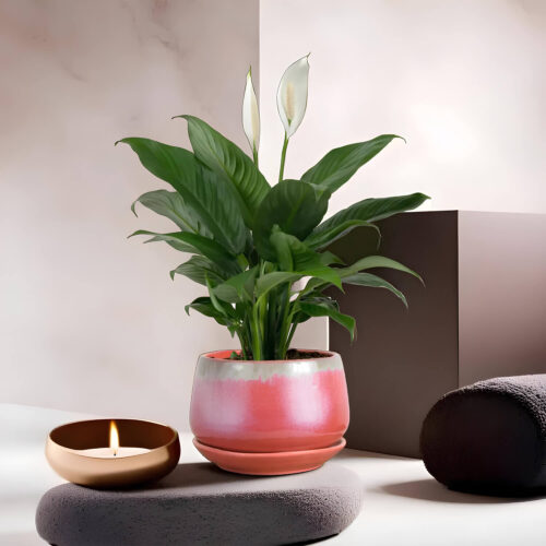 Ceramic Adda's Modern Planter - Height 12cm: Stylish Planter