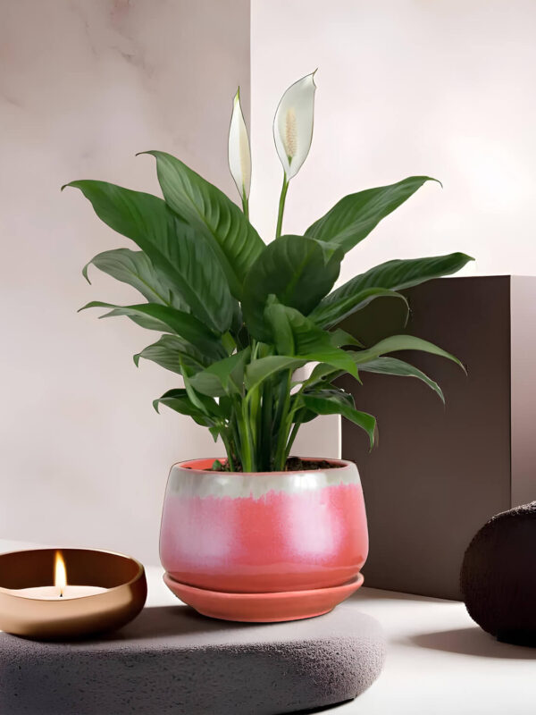 Ceramic Adda's Modern Planter - Height 12cm: Stylish Planter