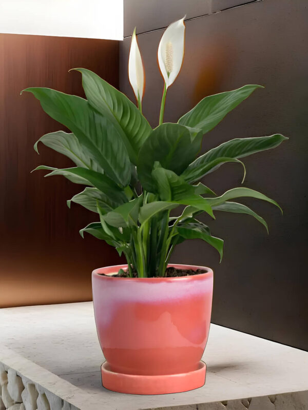 Ceramic Adda's Modern Planter - Height 11cm: Contemporary Elegance