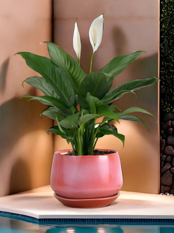 Ceramic Adda's Modern Planter - Height 12cm: Stylish Planter