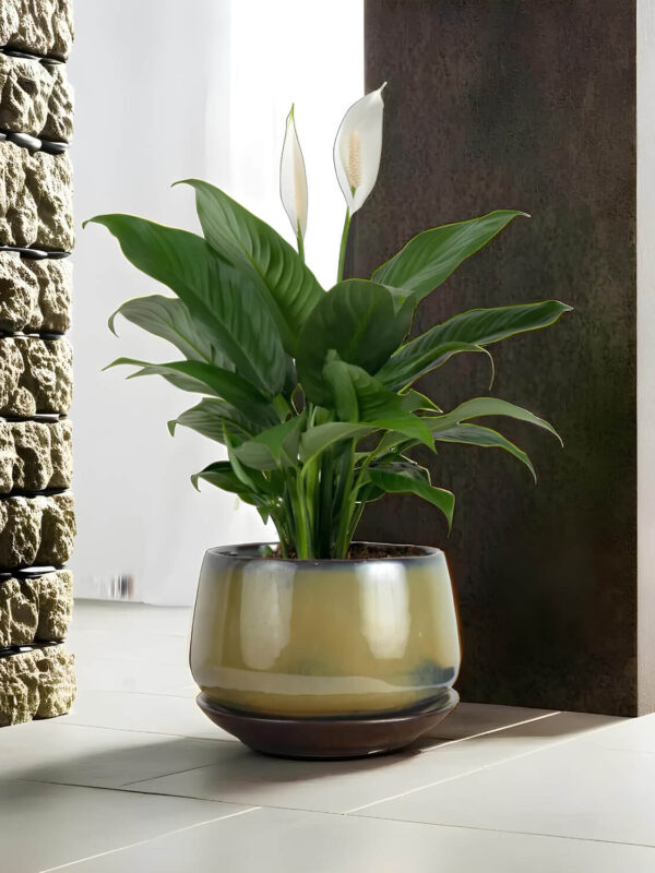 Ceramic Adda's Modern Planter - Height 12cm: Stylish Planter