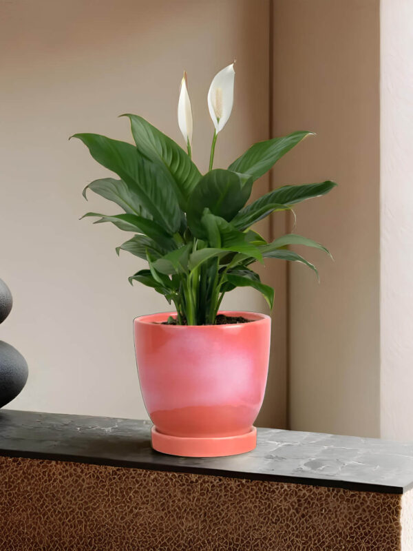 Contemporary Elegance: Ceramic Adda's Modern Planter - Height 12cm