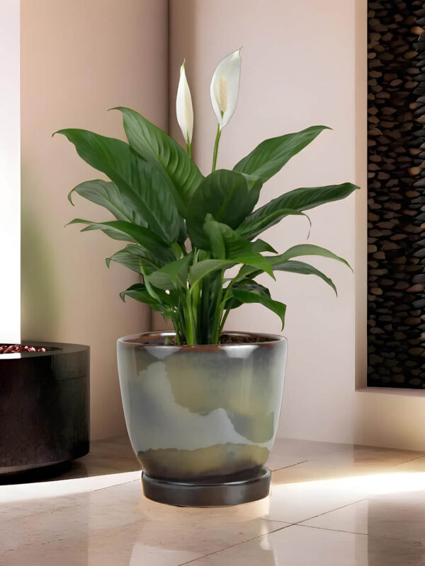 Ceramic Adda's Modern Planter - Height 11cm: Contemporary Elegance