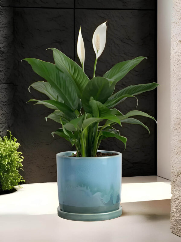 Ceramic Adda's Modern Planter - Height 11cm: Contemporary Elegance