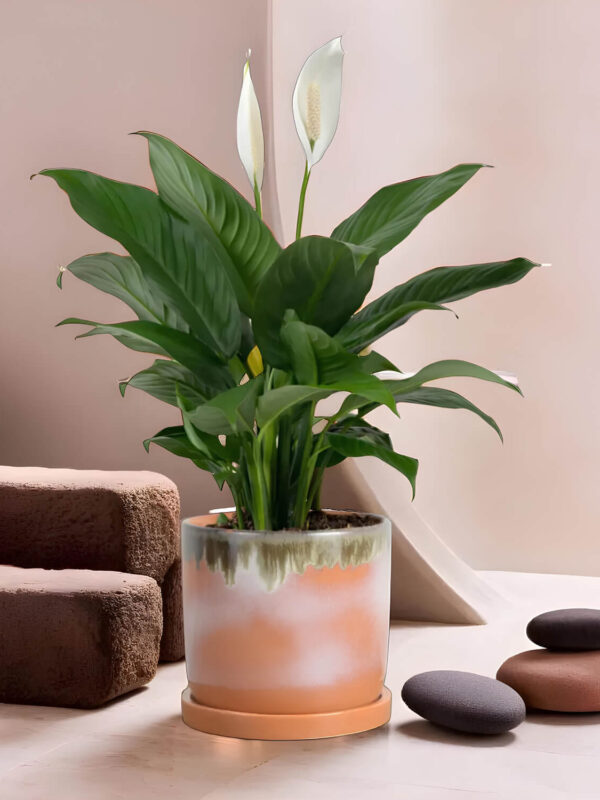 Ceramic Planter Pots Indoor